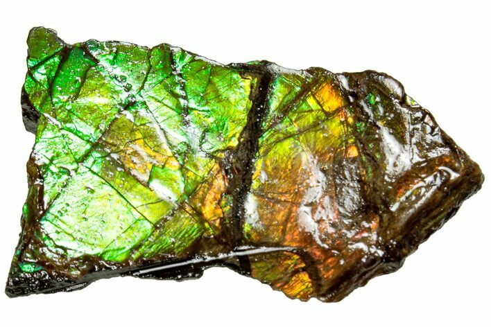 Iridescent Ammolite (Fossil Ammonite Shell) - Alberta #311432